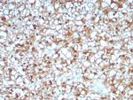 ALDH1L1 Antibody in Immunohistochemistry (Paraffin) (IHC (P))