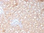 ALDH1L1 Antibody in Immunohistochemistry (Paraffin) (IHC (P))