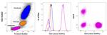 CD3 Antibody