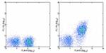 CD21/CD35 Antibody in Flow Cytometry (Flow)