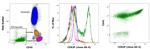 CD62P (P-Selectin) Antibody in Flow Cytometry (Flow)