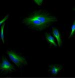 Mouse IgG (H+L) Secondary Antibody in Immunocytochemistry (ICC/IF)