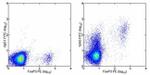 FR4 Antibody in Flow Cytometry (Flow)