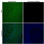 CD45 Antibody in Immunohistochemistry (Paraffin) (IHC (P))