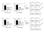 IL-17A Antibody in Flow Cytometry (Flow)