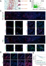 CD3 Antibody in Immunohistochemistry (IHC)