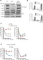 CD14 Antibody in Flow Cytometry (Flow)