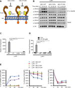 CD14 Antibody in Flow Cytometry (Flow)