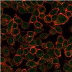 TDRKH Antibody in Immunocytochemistry (ICC/IF)