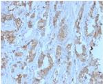 TDRKH Antibody in Immunohistochemistry (Paraffin) (IHC (P))