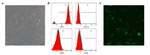 CD45 Antibody in Flow Cytometry (Flow)