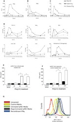 MHC Class II Antibody