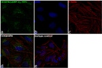 CD107b (LAMP-2) Antibody in Immunocytochemistry (ICC/IF)