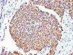 Fas (TNFRSF6) associated factor 1 Antibody in Immunohistochemistry (Paraffin) (IHC (P))