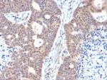 Fas (TNFRSF6) associated factor 1 Antibody in Immunohistochemistry (Paraffin) (IHC (P))