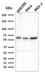 Fas (TNFRSF6) associated factor 1 Antibody in Western Blot (WB)