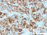 Chromogranin A/CHGA (Neuroendocrine Marker) Antibody in Immunohistochemistry (Paraffin) (IHC (P))