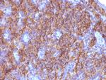 Chromogranin A/CHGA (Neuroendocrine Marker) Antibody in Immunohistochemistry (Paraffin) (IHC (P))