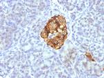 Chromogranin A/CHGA (Neuroendocrine Marker) Antibody in Immunohistochemistry (Paraffin) (IHC (P))