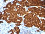 Chromogranin A/CHGA (Neuroendocrine Marker) Antibody in Immunohistochemistry (Paraffin) (IHC (P))