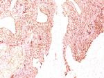 Chromogranin A/CHGA (Neuroendocrine Marker) Antibody in Immunohistochemistry (Paraffin) (IHC (P))