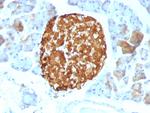 Chromogranin A/CHGA (Neuroendocrine Marker) Antibody in Immunohistochemistry (Paraffin) (IHC (P))