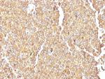 Chromogranin A/CHGA (Neuroendocrine Marker) Antibody in Immunohistochemistry (Paraffin) (IHC (P))