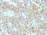 Chromogranin A/CHGA (Neuroendocrine Marker) Antibody in Immunohistochemistry (Paraffin) (IHC (P))