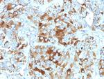 Chromogranin A/CHGA (Neuroendocrine Marker) Antibody in Immunohistochemistry (Paraffin) (IHC (P))