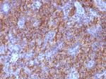 Chromogranin A/CHGA (Neuroendocrine Marker) Antibody in Immunohistochemistry (Paraffin) (IHC (P))