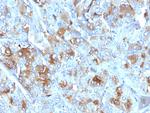 Chromogranin A/CHGA (Neuroendocrine Marker) Antibody in Immunohistochemistry (Paraffin) (IHC (P))