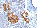 Chromogranin A/CHGA (Neuroendocrine Marker) Antibody in Immunohistochemistry (Paraffin) (IHC (P))