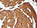 Chromogranin A/CHGA (Neuroendocrine Marker) Antibody in Immunohistochemistry (Paraffin) (IHC (P))