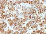 Chromogranin A/CHGA Antibody in Immunohistochemistry (Paraffin) (IHC (P))