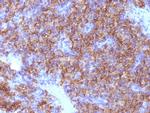 Chromogranin A/CHGA Antibody in Immunohistochemistry (Paraffin) (IHC (P))