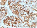 Chromogranin A/CHGA (Neuroendocrine Marker) Antibody in Immunohistochemistry (Paraffin) (IHC (P))