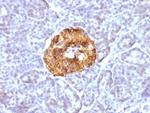 Chromogranin A/CHGA (Neuroendocrine Marker) Antibody in Immunohistochemistry (Paraffin) (IHC (P))