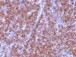 Chromogranin A/CHGA (Neuroendocrine Marker) Antibody in Immunohistochemistry (Paraffin) (IHC (P))