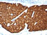 Chromogranin A/CHGA (Neuroendocrine Marker) Antibody in Immunohistochemistry (Paraffin) (IHC (P))