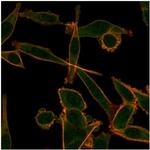 KLF12 Antibody in Immunocytochemistry (ICC/IF)