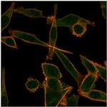 KLF12 Antibody in Immunocytochemistry (ICC/IF)