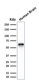 GPN1/XAB1 (DNA Repair and Protein Synthesis) Antibody in Western Blot (WB)