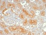 ADCY8 (Adenylate Cyclase 8) Antibody in Immunohistochemistry (Paraffin) (IHC (P))