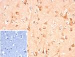 ADCY8 (Adenylate Cyclase 8) Antibody in Immunohistochemistry (Paraffin) (IHC (P))