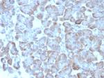 ADCY8 (Adenylate Cyclase 8) Antibody in Immunohistochemistry (Paraffin) (IHC (P))