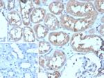 ADCY8 (Adenylate Cyclase 8) Antibody in Immunohistochemistry (Paraffin) (IHC (P))