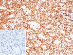 ADCY8 (Adenylate Cyclase 8) Antibody in Immunohistochemistry (Paraffin) (IHC (P))