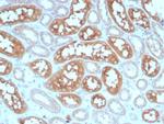 ADCY8 (Adenylate Cyclase 8) Antibody in Immunohistochemistry (Paraffin) (IHC (P))