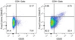 FOXP3 Antibody