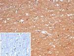 Creatine Phosphokinase-BB (CK-BB) Antibody in Immunohistochemistry (Paraffin) (IHC (P))